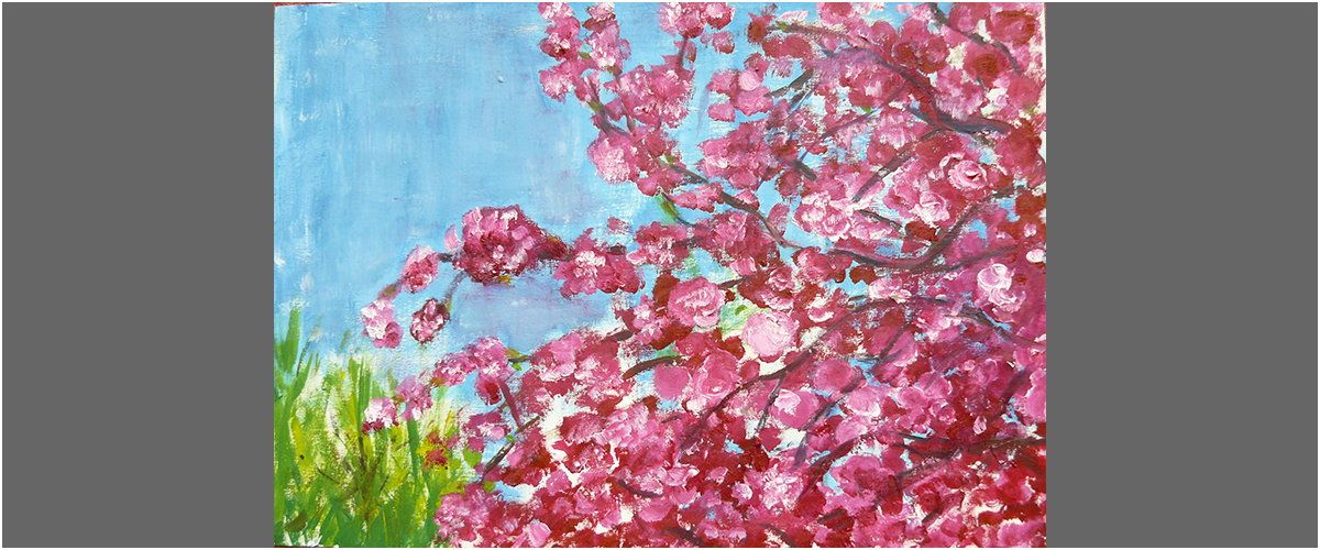 Kirschblüte